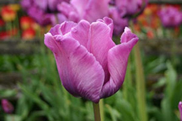 Photo of Parrot Tulip (Tulipa 'Blue Parrot') uploaded by Calif_Sue
