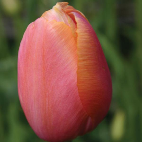 Photo of Single Late Tulip (Tulipa 'Menton') uploaded by Calif_Sue