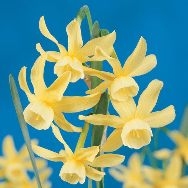 Photo of Triandrus Daffodil (Narcissus 'Hawera') uploaded by Calif_Sue