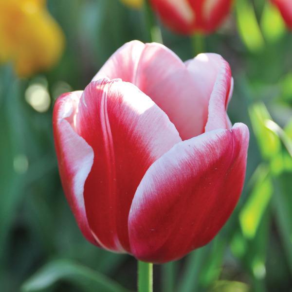 Photo of Triumph Tulip (Tulipa 'Leen van der Mark') uploaded by Calif_Sue