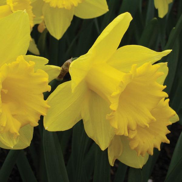 Photo of Trumpet Daffodil (Narcissus 'Dutch Master') uploaded by Calif_Sue