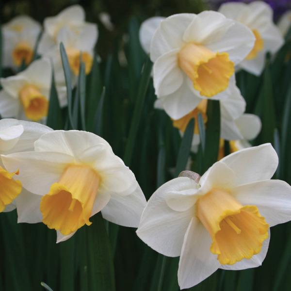 Photo of Large-cupped Daffodil (Narcissus 'Salome') uploaded by Calif_Sue