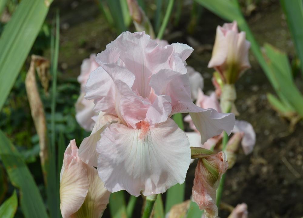 Photo of Tall Bearded Iris (Iris 'Vanity') uploaded by KentPfeiffer