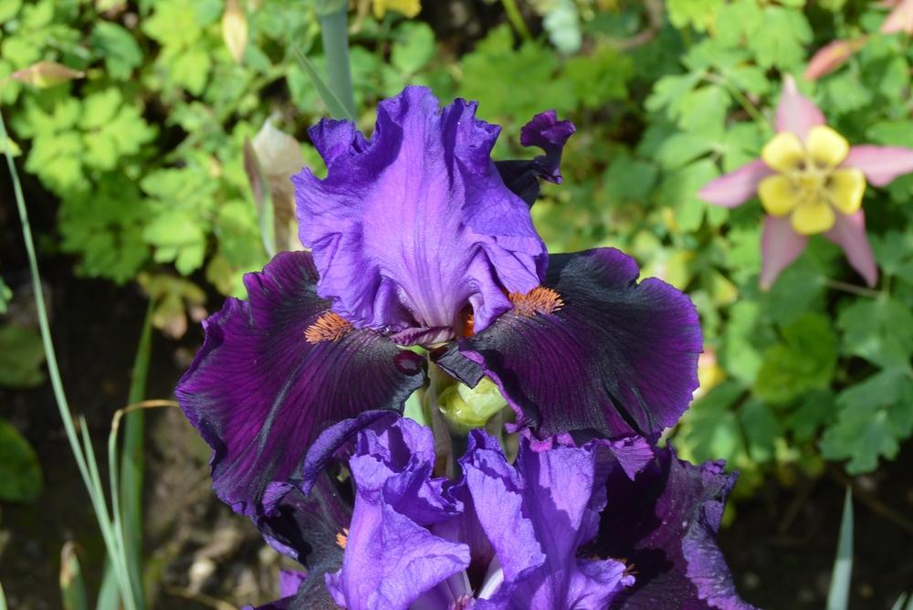 Photo of Tall Bearded Iris (Iris 'Visiting Royalty') uploaded by KentPfeiffer