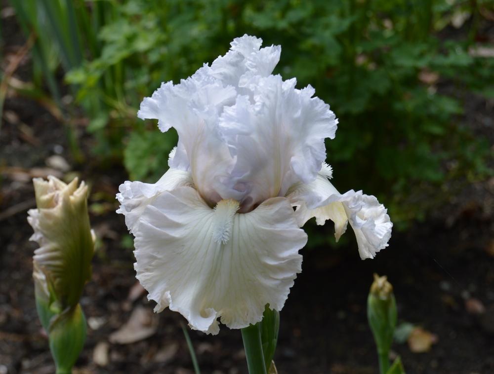 Photo of Tall Bearded Iris (Iris 'Venetian Glass') uploaded by KentPfeiffer