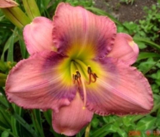 Photo of Daylily (Hemerocallis 'Inquire Within') uploaded by Sscape