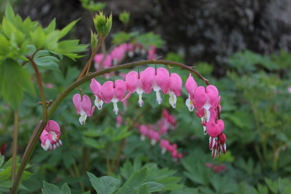 Bleeding Hearts Plant Care and Collection of Varieties