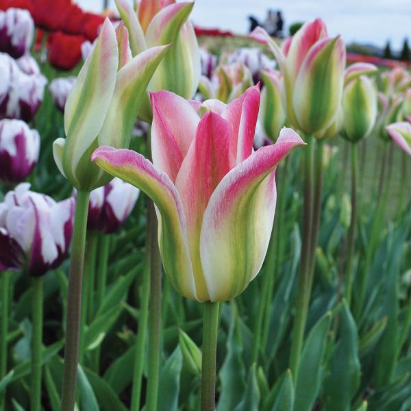 Photo of Viridiflora Tulip (Tulipa 'Virichic') uploaded by Calif_Sue