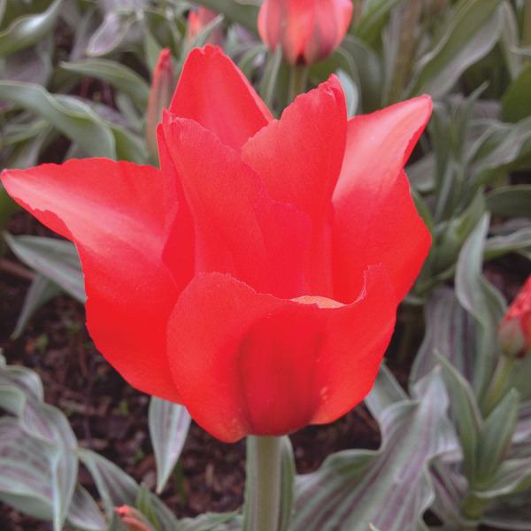 Photo of Greigii Tulip (Tulipa greigii 'Red Riding Hood') uploaded by Calif_Sue