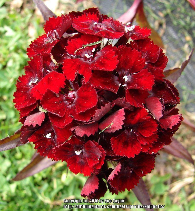 Photo of Sweet William (Dianthus barbatus 'Heart Attack') uploaded by kniphofia