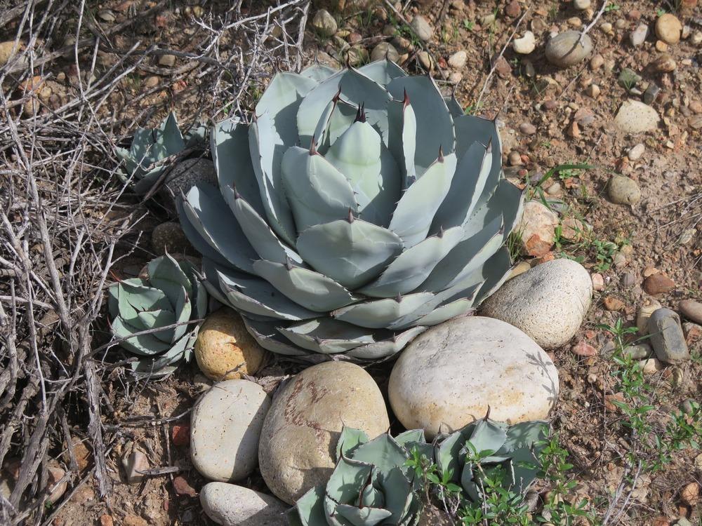 Photo of Artichoke Agave (Agave parryi var. truncata) uploaded by Baja_Costero