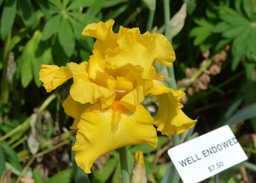 Photo of Tall Bearded Iris (Iris 'Well Endowed') uploaded by KentPfeiffer
