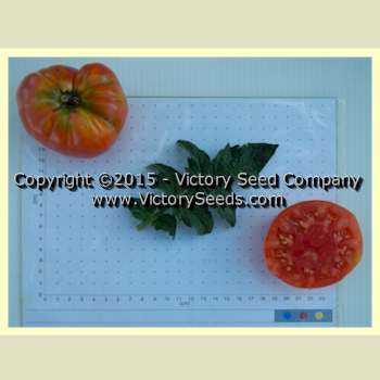 Photo of Tomato (Solanum lycopersicum 'Dwarf Arctic Rose') uploaded by MikeD