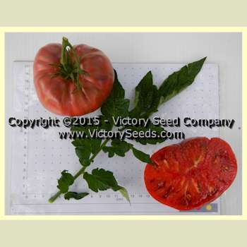 Photo of Tomato (Solanum lycopersicum 'Adelaide Festival') uploaded by MikeD
