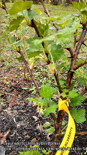 Photo of Gooseberry (Ribes uva-crispa 'Pixwell') uploaded by Sundownr