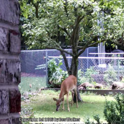 Location: Wytheville, VA
Date: 2013-07-09
Deer cleans up what the squirrels throw down.