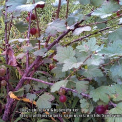 Location: Wytheville, VA
Date: 2013-07-11
Pixwell Gooseberry is a very hardy and prolific plant.