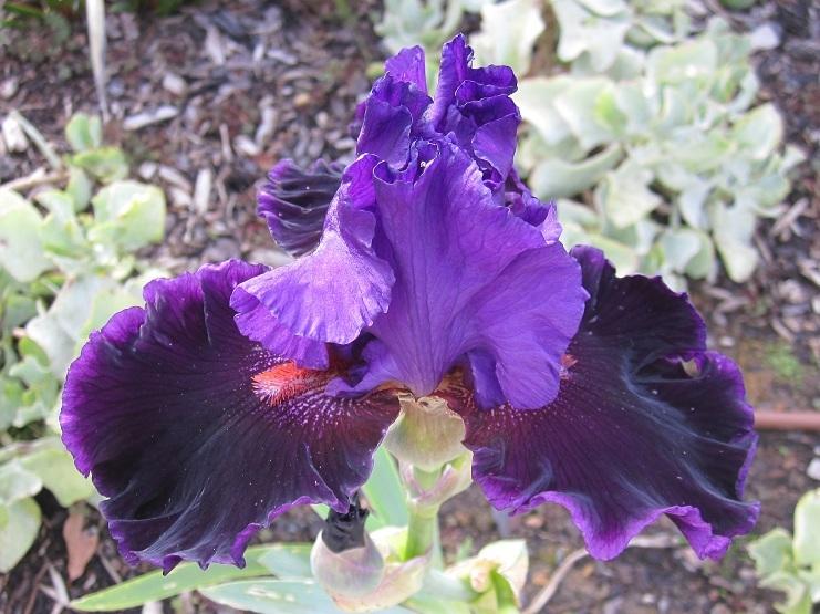 Photo of Tall Bearded Iris (Iris 'Who's Your Daddy') uploaded by Totally_Amazing
