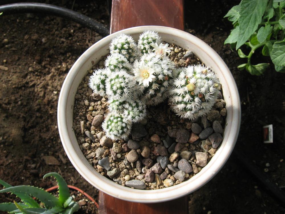 Photo of Thimble Cactus (Mammillaria vetula subsp. gracilis) uploaded by plantmanager