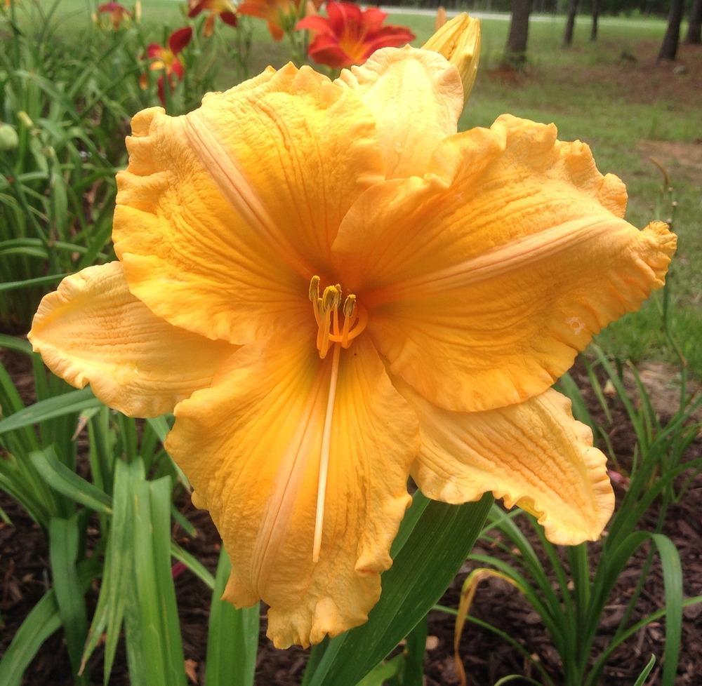 Photo of Daylily (Hemerocallis 'Orange Velvet') uploaded by scflowers