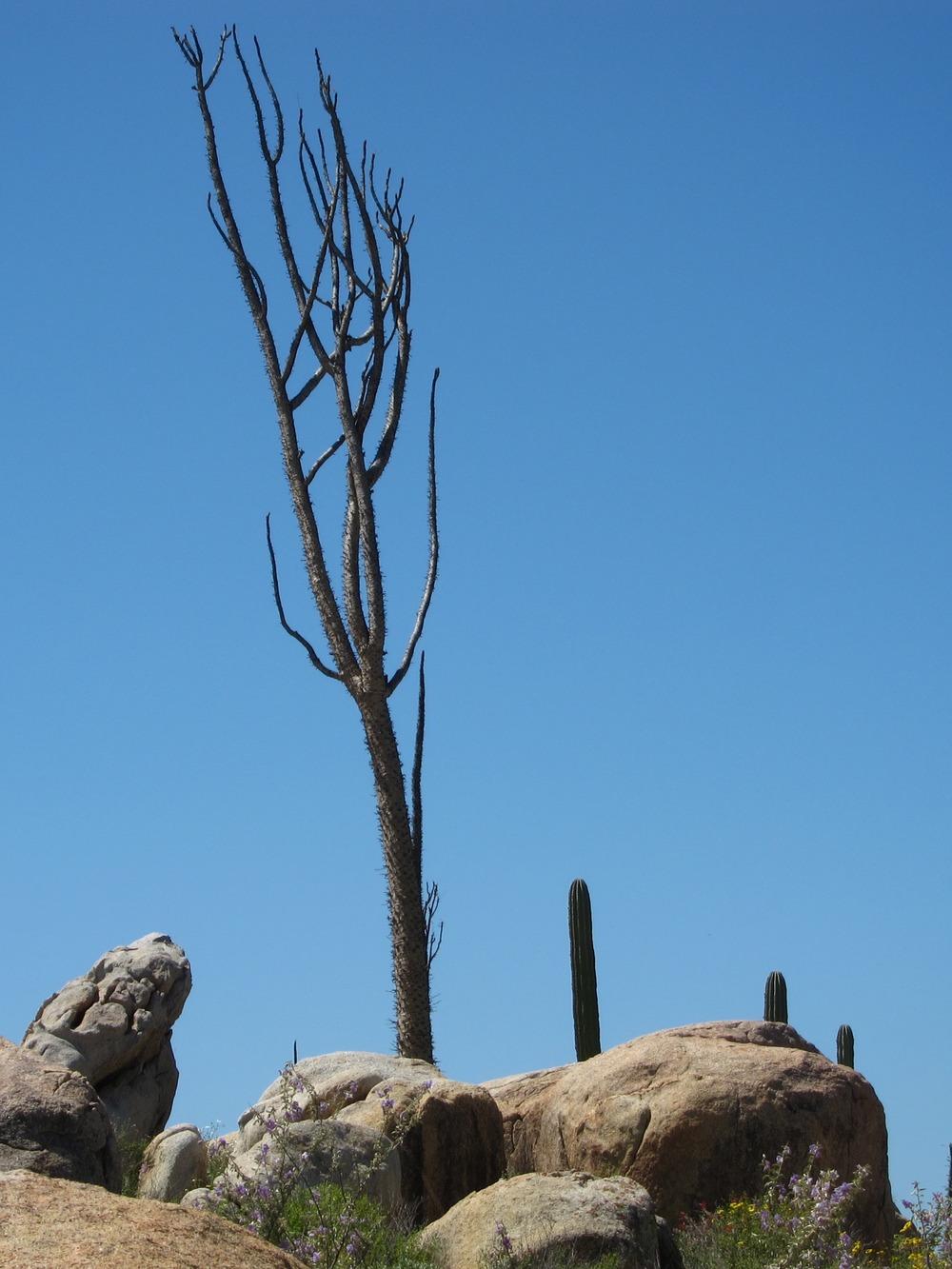Photo of Boojum Tree (Fouquieria columnaris) uploaded by Baja_Costero