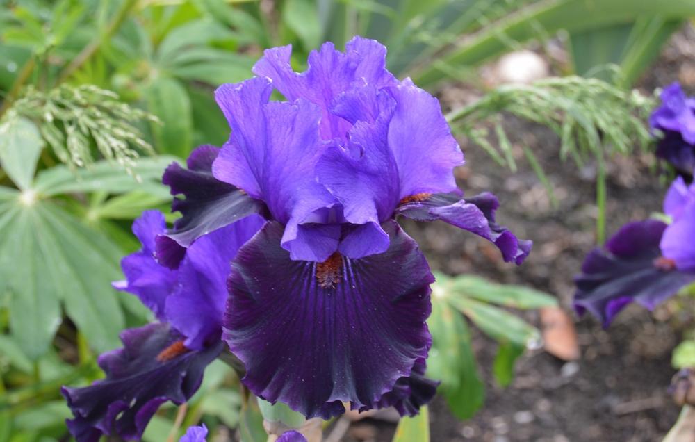 Photo of Tall Bearded Iris (Iris 'Wild Wings') uploaded by KentPfeiffer