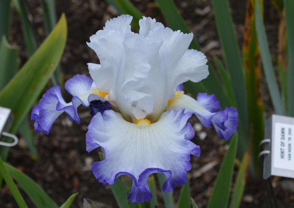 Photo of Tall Bearded Iris (Iris 'Wildcat Madness') uploaded by KentPfeiffer