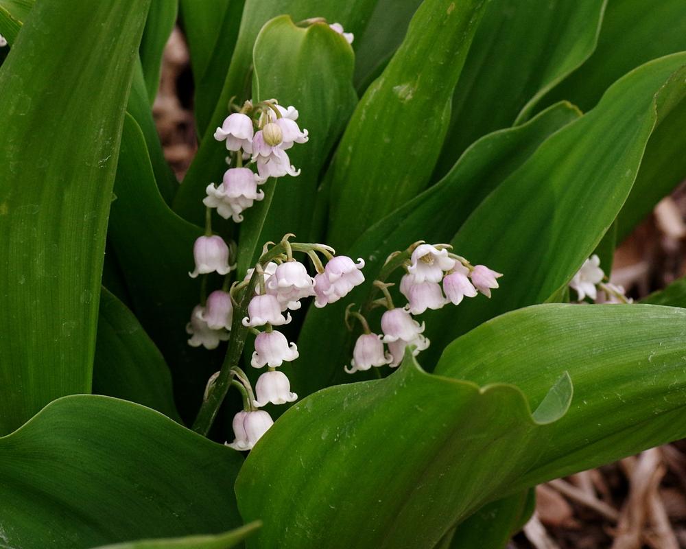 Photo of Pink Lily of the Valley (Convallaria majalis 'Rosea') uploaded by dirtdorphins