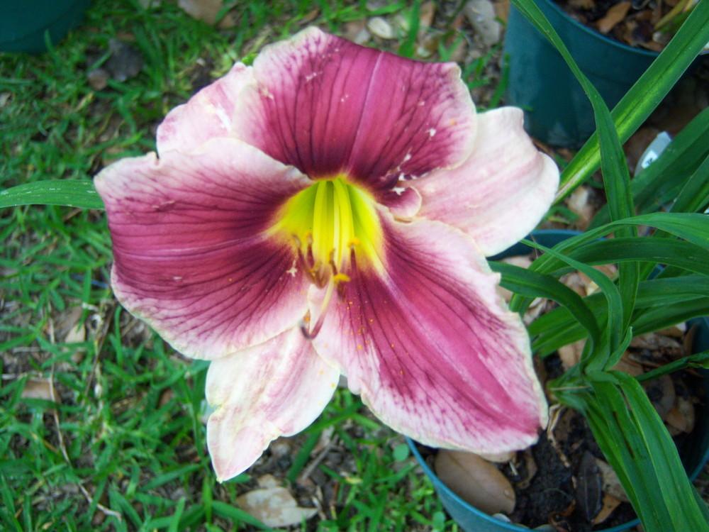 Photo of Daylily (Hemerocallis 'Alley Cat Blues') uploaded by drgulley