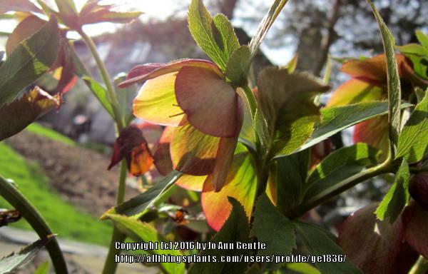 Photo of Hellebore (Helleborus x hybridus 'Rhubarb and Custard') uploaded by ge1836