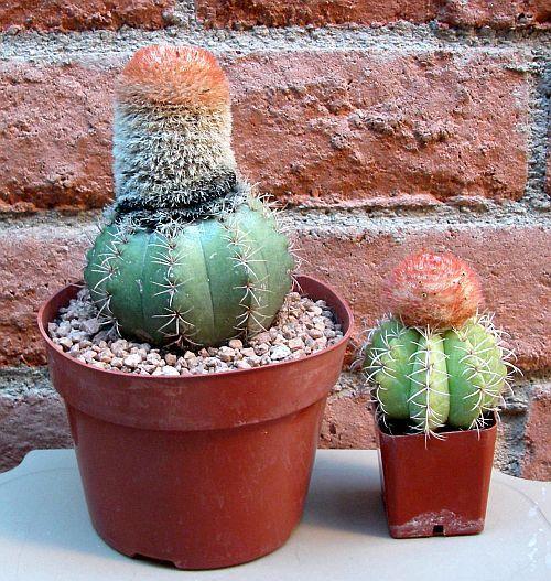 Photo of Dwarf Turk's Cap Cactus (Melocactus matanzanus) uploaded by jamesicus