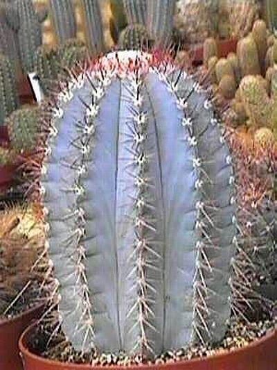 Photo of Turk's Cap Cactus (Melocactus azureus) uploaded by jamesicus
