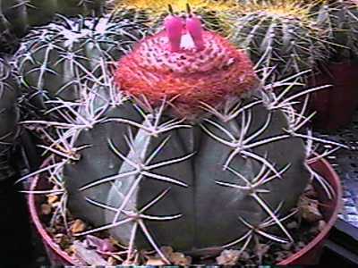 Photo of Melocactus salvadorensis uploaded by jamesicus
