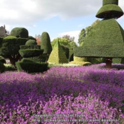 Location: Levens Hall, Cumbria, UK
Date: 2014-09-22
En masse with topiary