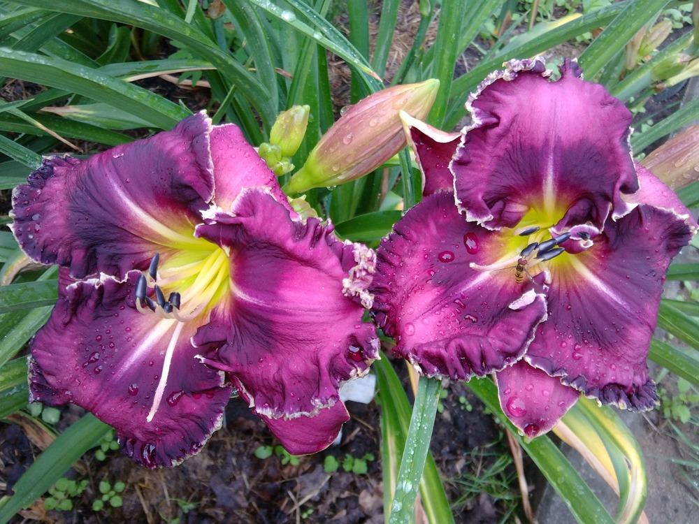 Photo of Daylily (Hemerocallis 'Bright in the Night') uploaded by lagrato