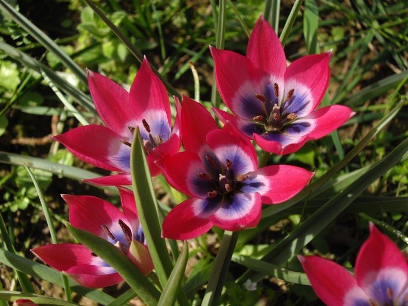 Photo of Species Hybrid Tulip (Tulipa 'Little Beauty') uploaded by robertduval14