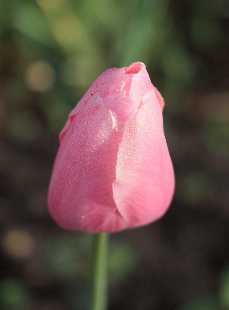 Photo of Single Late Tulip (Tulipa 'Menton') uploaded by robertduval14