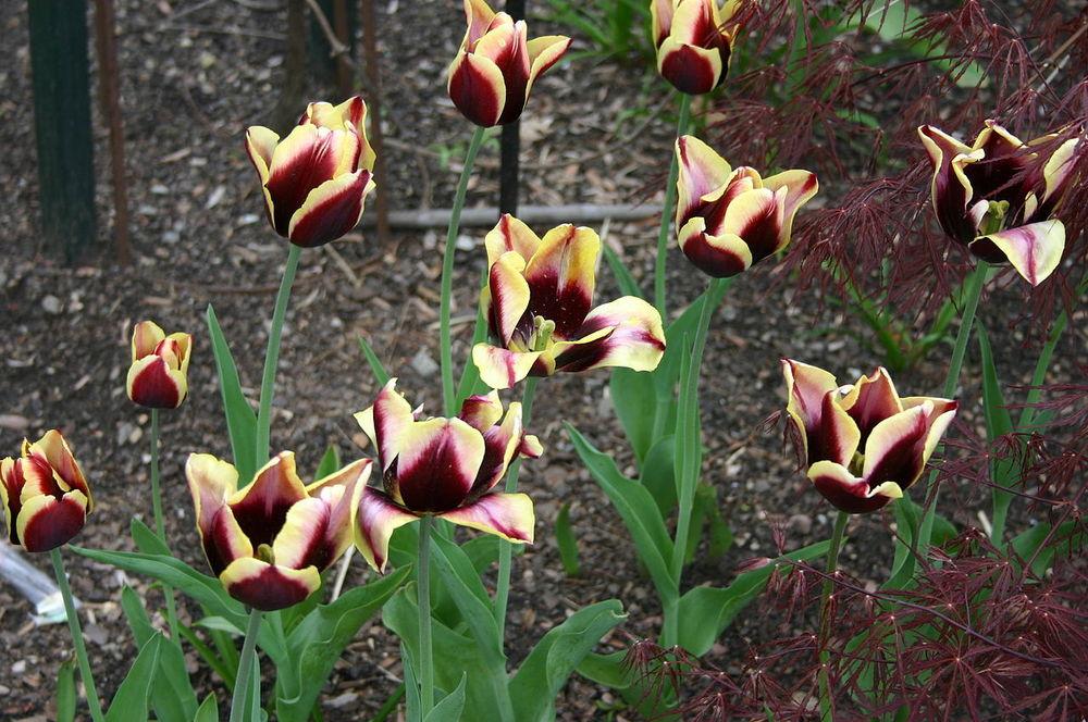 Photo of Triumph Tulip (Tulipa 'Gavota') uploaded by robertduval14