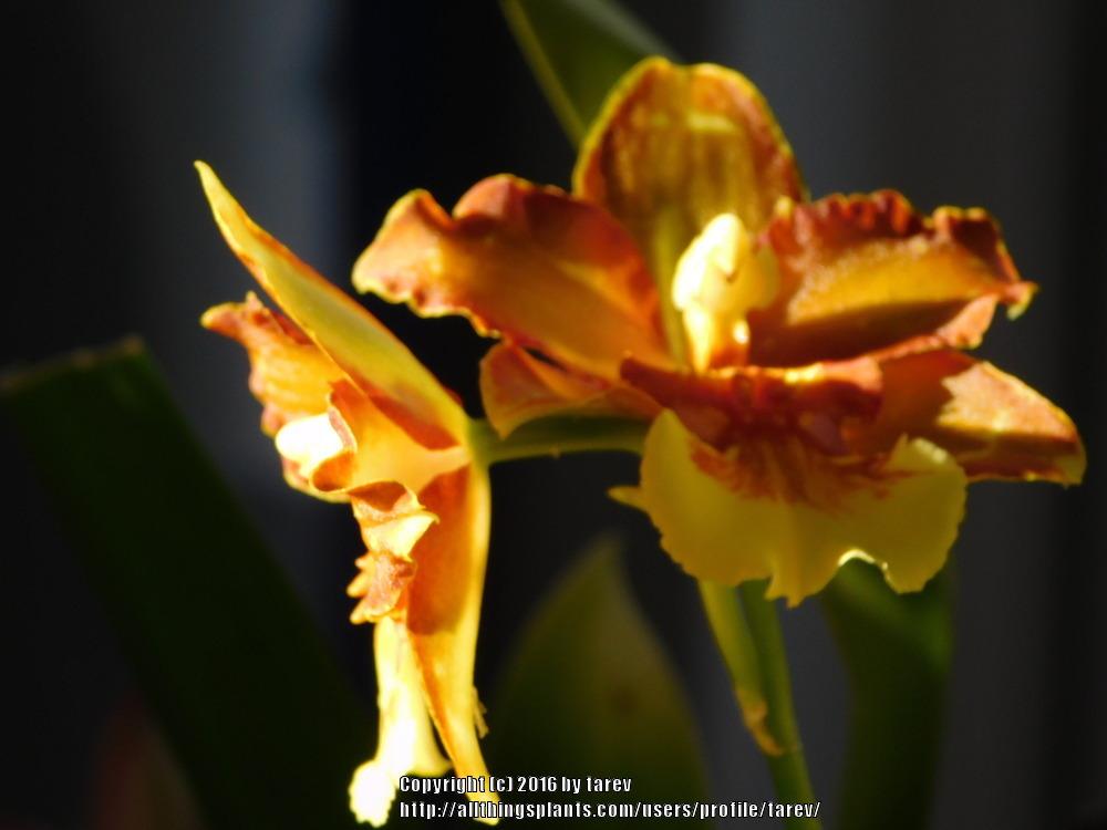 Photo of Orchid (Oncidium Hilda Plumtree 'Purple Wings') uploaded by tarev