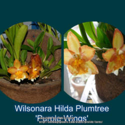 Location: Indoors - San Joaquin County, CA
Date: 13Jan2016 - Winter Season
Bloom time for my Wilsonara Hilda Plumtree Purple Wings