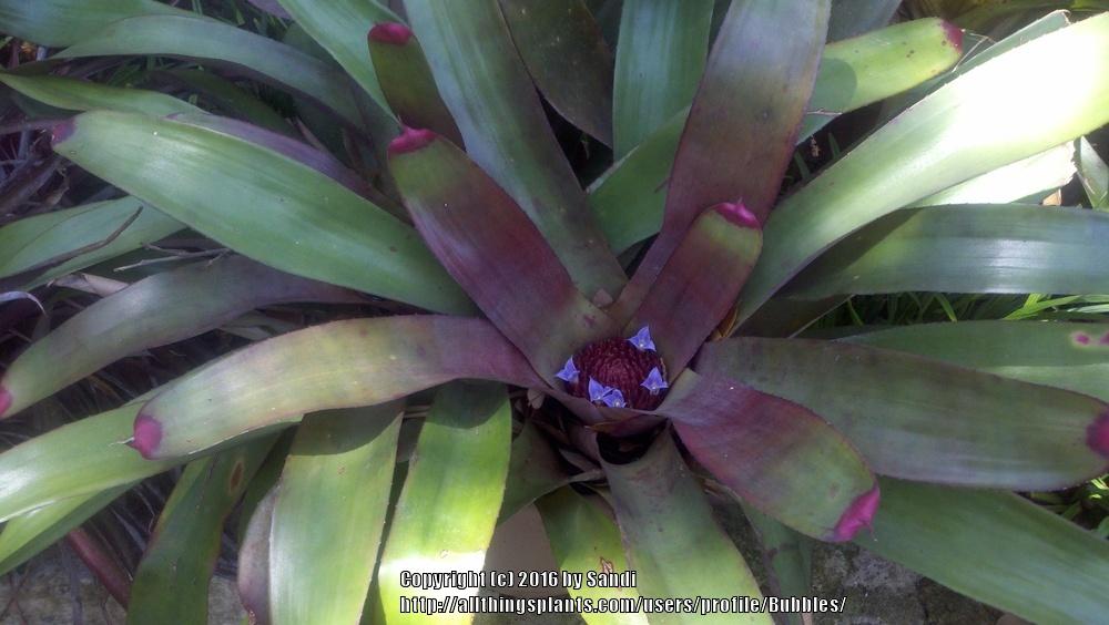 Photo of Painted Fingernail Bromeliad (Neoregelia spectabilis) uploaded by Bubbles