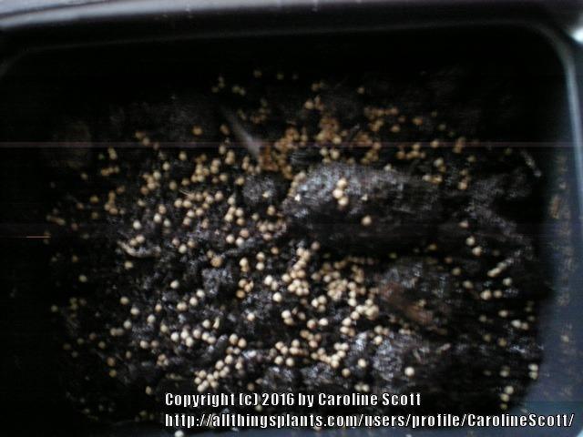Photo of Wall Germander (Teucrium chamaedrys) uploaded by CarolineScott