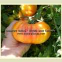 Properly Isolate Heirloom Tomatoes for Seed Saving