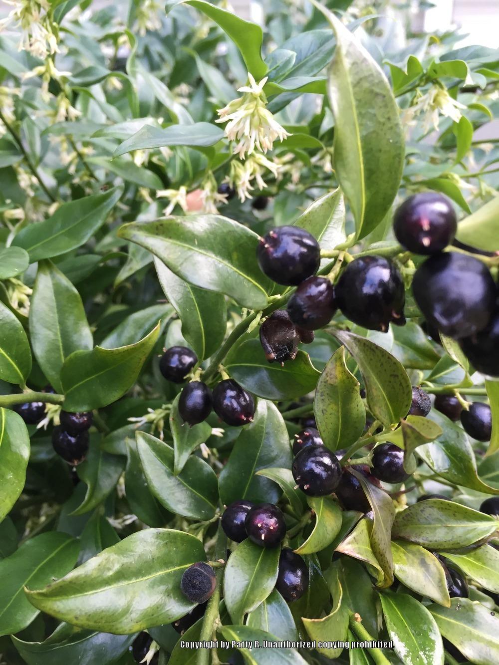 Photo of Sweet Box (Sarcococca confusa) uploaded by Patty