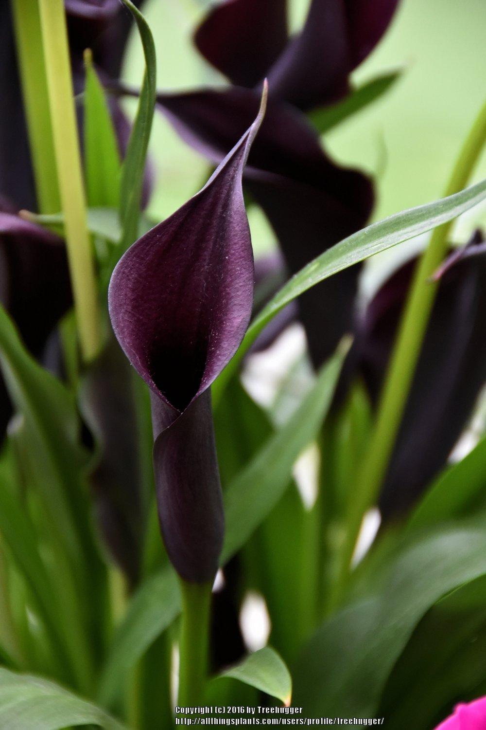 Photo of Calla Lilly (Zantedeschia 'Nightwatch') uploaded by treehugger