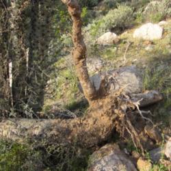 Location: Baja California
Date: 2010-04-01
Exposed roots on fallen cirio
