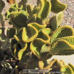 Location: Casa Grande, AZ
Date: 2015-06-21
Plant is approximately 15 years old.