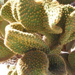 Location: Casa Grande, AZ
Date: 2015-10-22
close up of plant's glochids