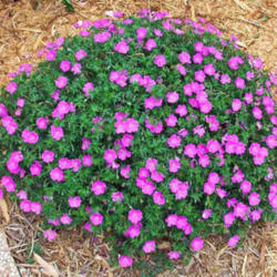Location: My Gardens
Date: July 26, 2005
Typical Mound Shape- Neat & Well Kept