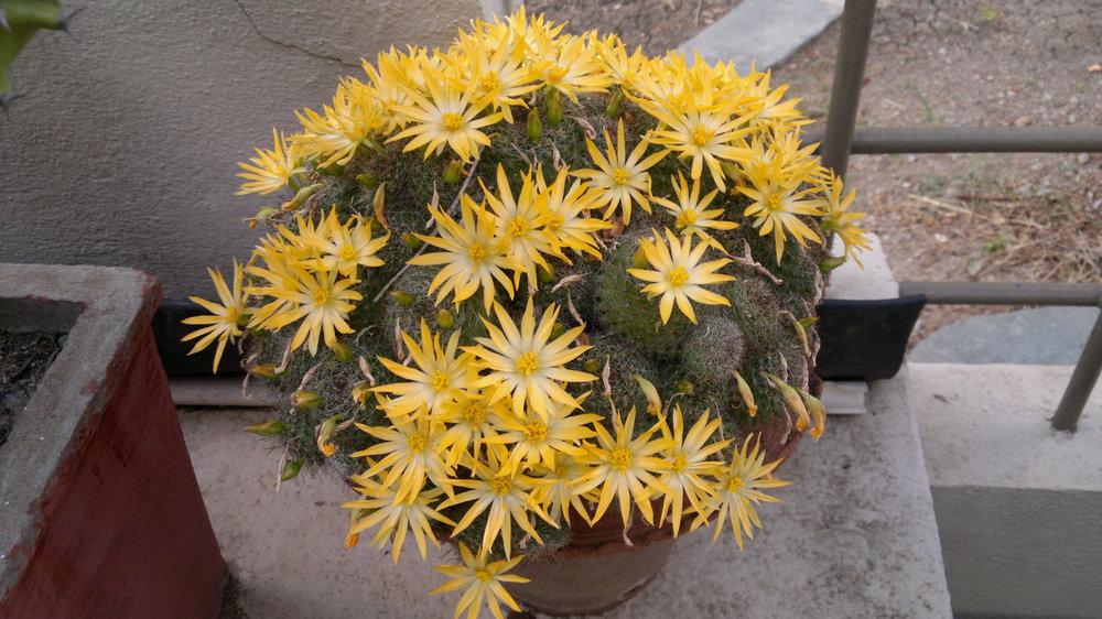 Photo of Mammillaria (Mammillaria beneckei) uploaded by chhari55